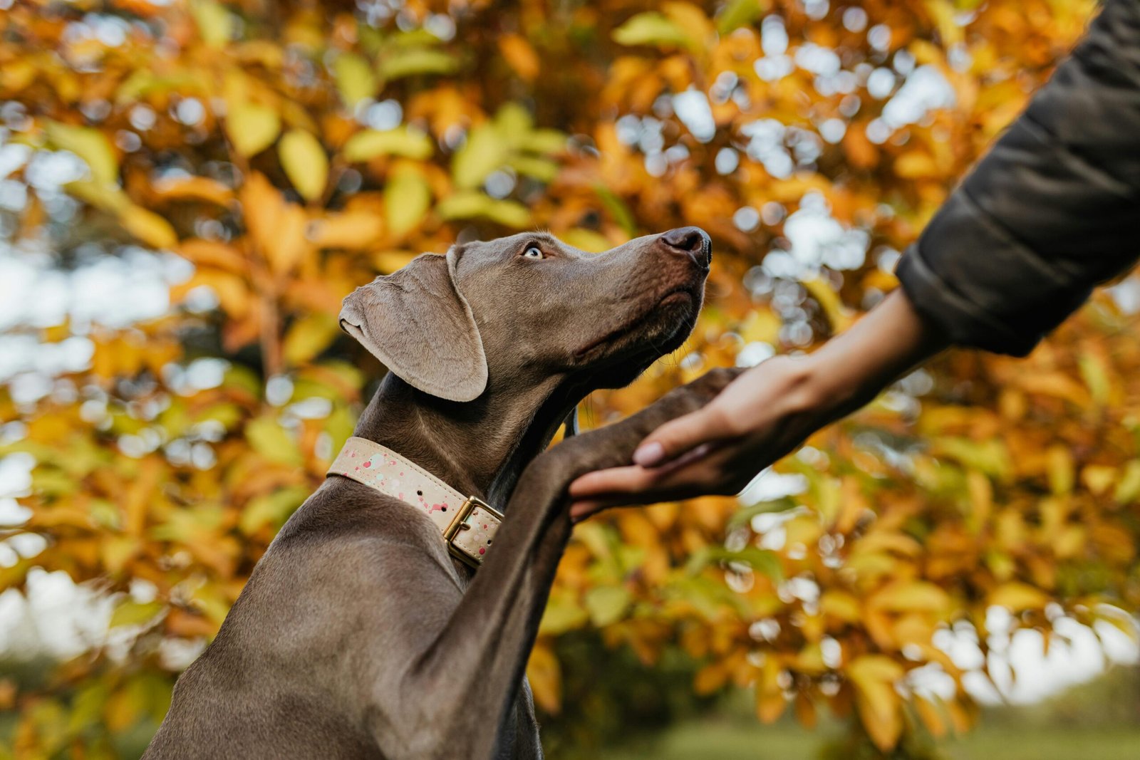 A Weimaraner dog shakes hands in a colorful autumn park setting.
