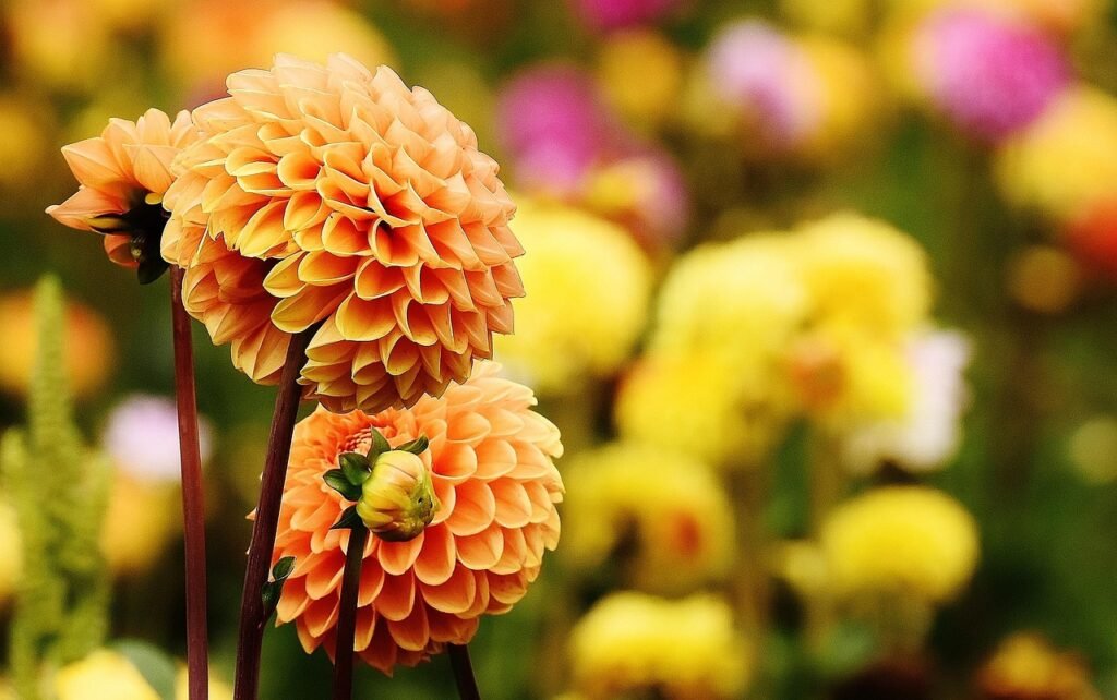dahlia, flowers, beautiful flowers, plant, petals, flower wallpaper, asteraceae, flower background, bloom, blossom, flora, ornamental flower, autumn, flower garden, dahlia garden, garden, nature, closeup