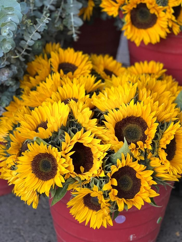 Bright sunflowers displayed in red buckets, showcasing summer blooms at a local market.