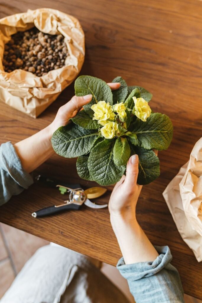 Hands holding a yellow flowering plant above a wooden table with garden supplies.